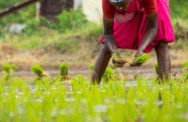 Agriculture loan